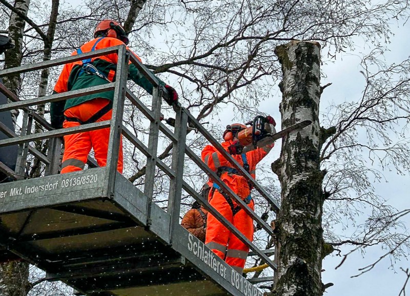 Sicher arbeiten in der Höhe – Motorsägenausbildung im Wald bei Weichs
