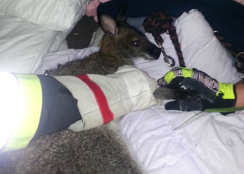 Kreisbrandinspektion Dachau